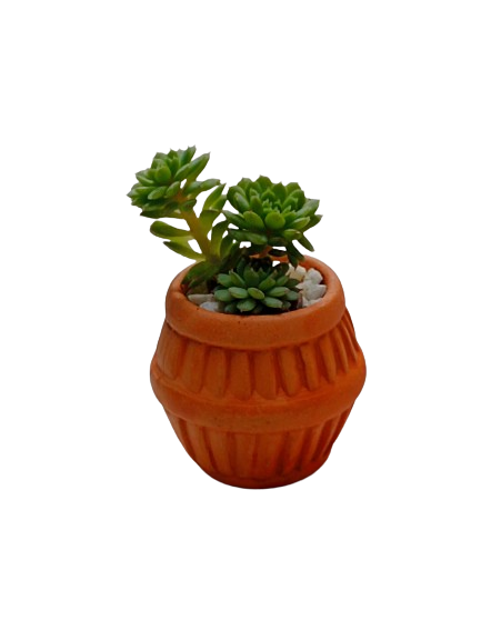 Planta Decorativa mini